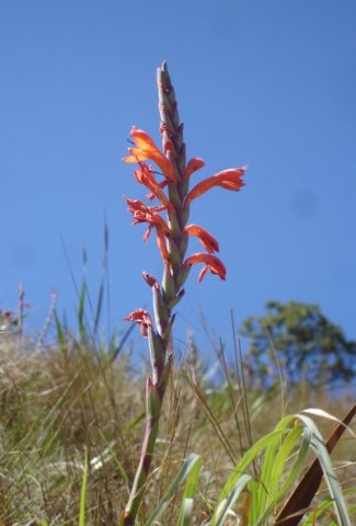 Watsonia pillansii leaves